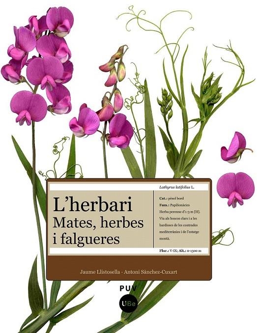 HERBARI: MATES, HERBES I FALGUERES, L' | 9788447531905 | SÀNCHEZ CUXART, ANTONI/LLISTOSELLA VIDAL, JAUME