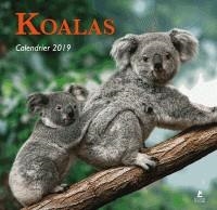 CALENDRIER KOALAS 2019 | 9782809915990